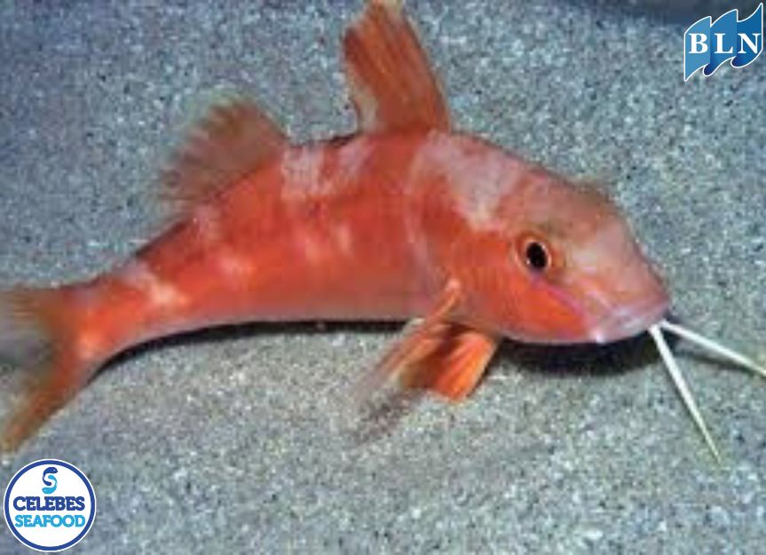 Goatfish: The Seabed Cleaner That Is Rich in Nutrients